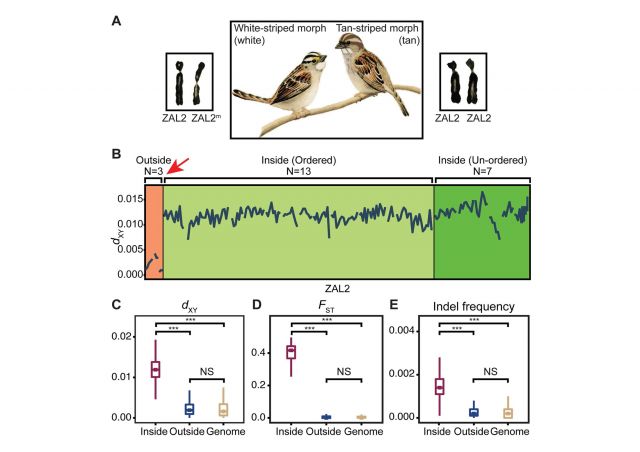 Sun et al. 2018. Demonstrating genomic differences between ZAL2 and ZAL2m. Dan's mom drew the sparrows. Sun et al. 2018 (click image to view full size)