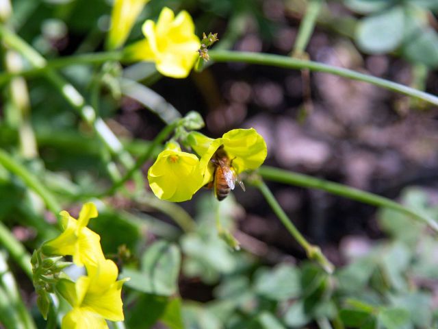 Goleta spring. Credit: Brian Wolf